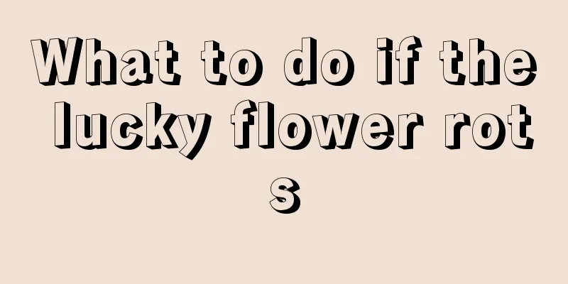 What to do if the lucky flower rots