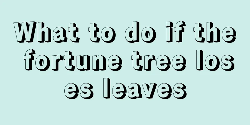 What to do if the fortune tree loses leaves