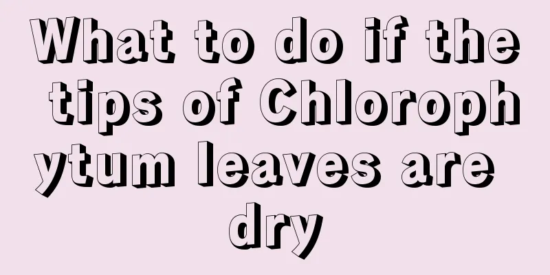 What to do if the tips of Chlorophytum leaves are dry