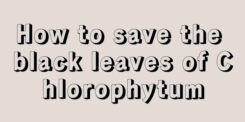 How to save the black leaves of Chlorophytum