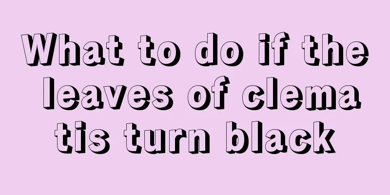 What to do if the leaves of clematis turn black