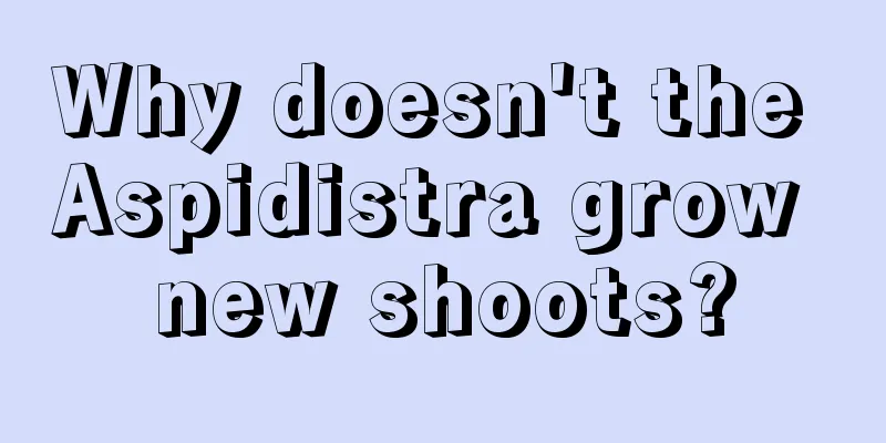 Why doesn't the Aspidistra grow new shoots?