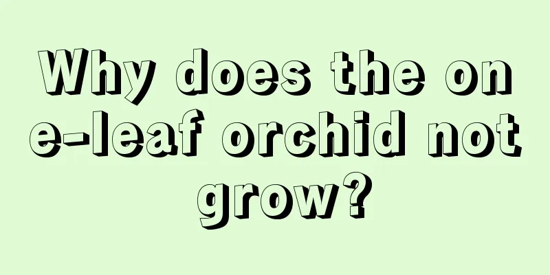 Why does the one-leaf orchid not grow?