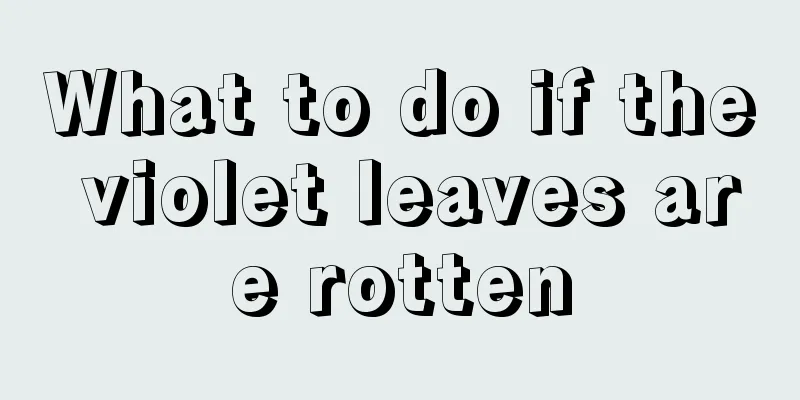 What to do if the violet leaves are rotten