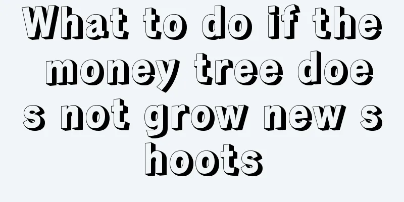 What to do if the money tree does not grow new shoots