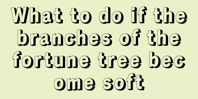 What to do if the branches of the fortune tree become soft