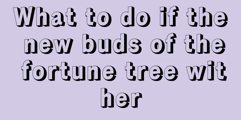 What to do if the new buds of the fortune tree wither