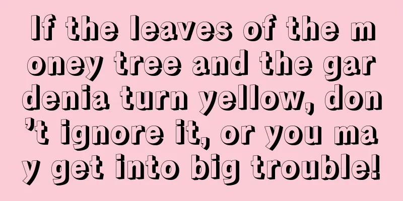 If the leaves of the money tree and the gardenia turn yellow, don’t ignore it, or you may get into big trouble!