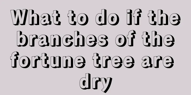 What to do if the branches of the fortune tree are dry