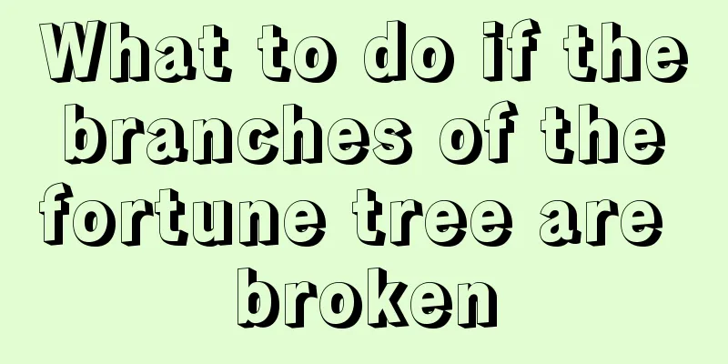 What to do if the branches of the fortune tree are broken