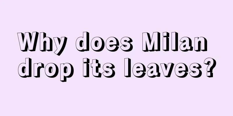 Why does Milan drop its leaves?