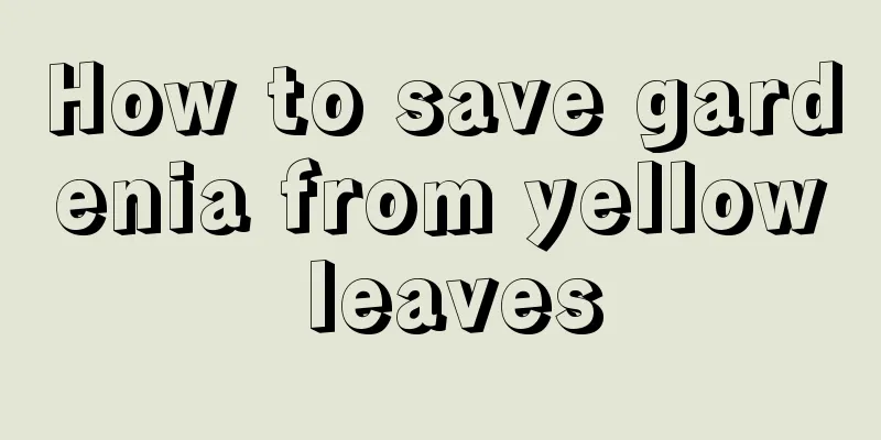 How to save gardenia from yellow leaves