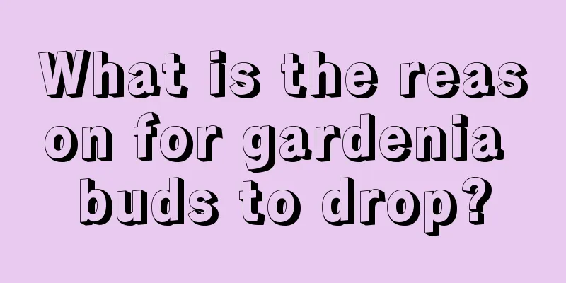 What is the reason for gardenia buds to drop?