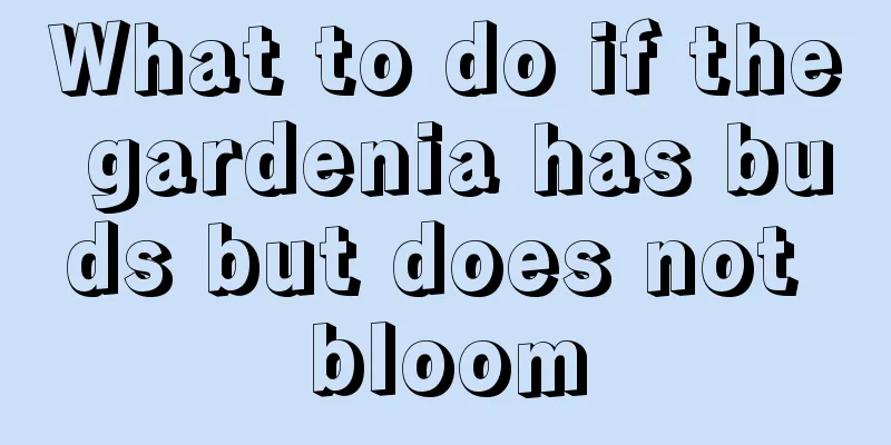 What to do if the gardenia has buds but does not bloom