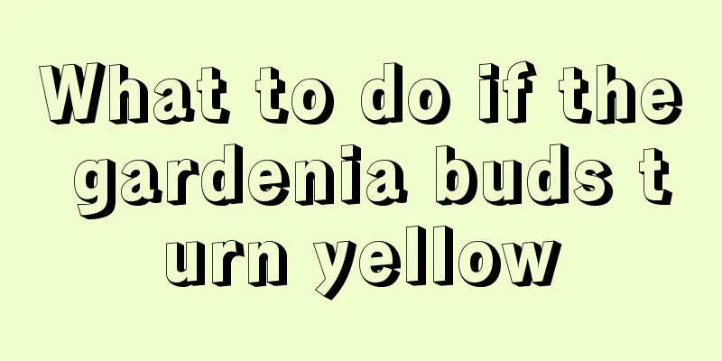 What to do if the gardenia buds turn yellow