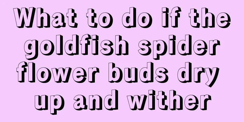 What to do if the goldfish spider flower buds dry up and wither