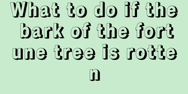 What to do if the bark of the fortune tree is rotten