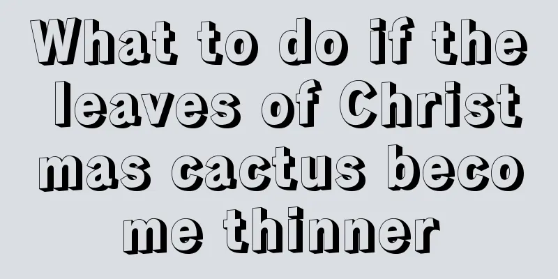 What to do if the leaves of Christmas cactus become thinner