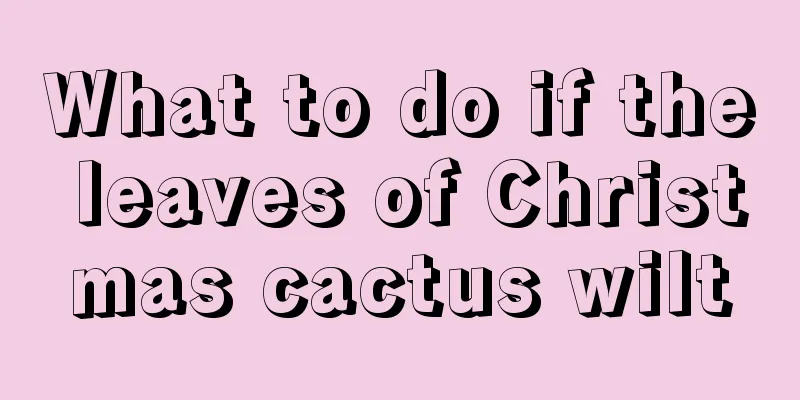 What to do if the leaves of Christmas cactus wilt