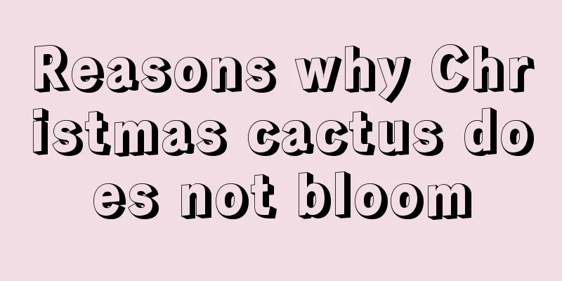 Reasons why Christmas cactus does not bloom