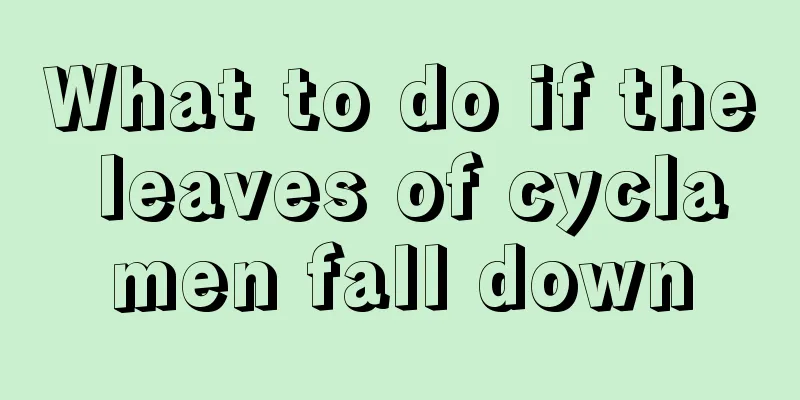 What to do if the leaves of cyclamen fall down