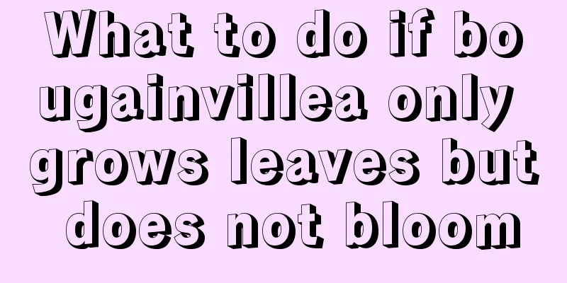 What to do if bougainvillea only grows leaves but does not bloom