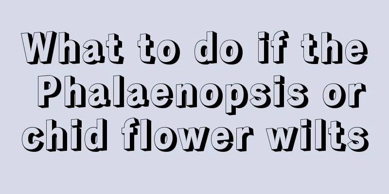 What to do if the Phalaenopsis orchid flower wilts