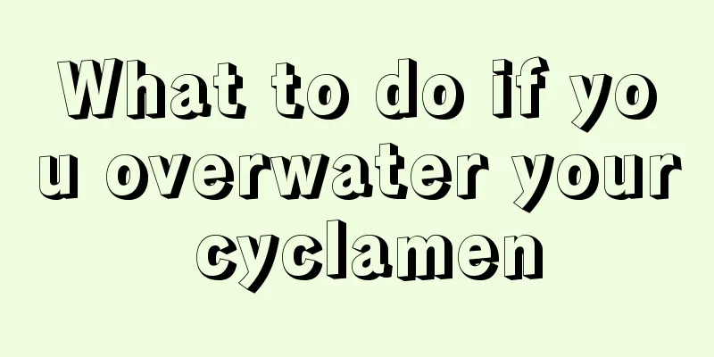 What to do if you overwater your cyclamen