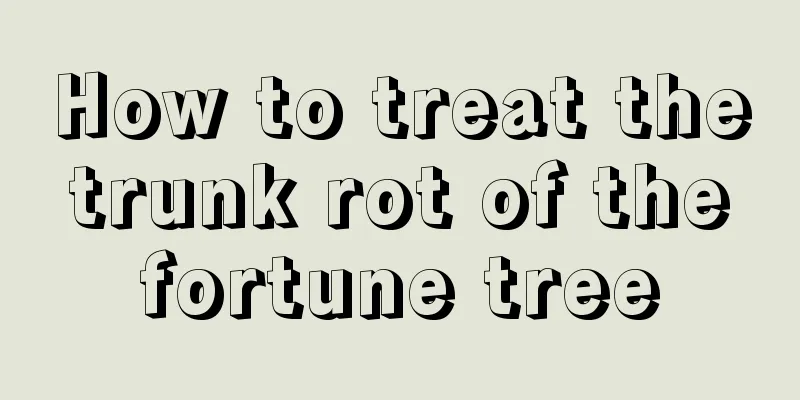 How to treat the trunk rot of the fortune tree