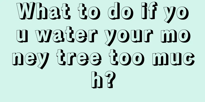 What to do if you water your money tree too much?