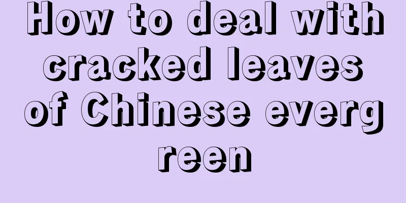 How to deal with cracked leaves of Chinese evergreen