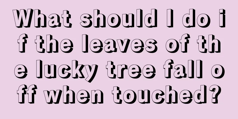 What should I do if the leaves of the lucky tree fall off when touched?