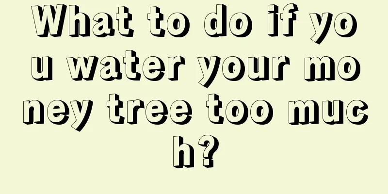 What to do if you water your money tree too much?