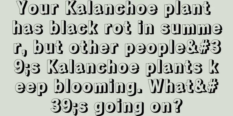 Your Kalanchoe plant has black rot in summer, but other people's Kalanchoe plants keep blooming. What's going on?