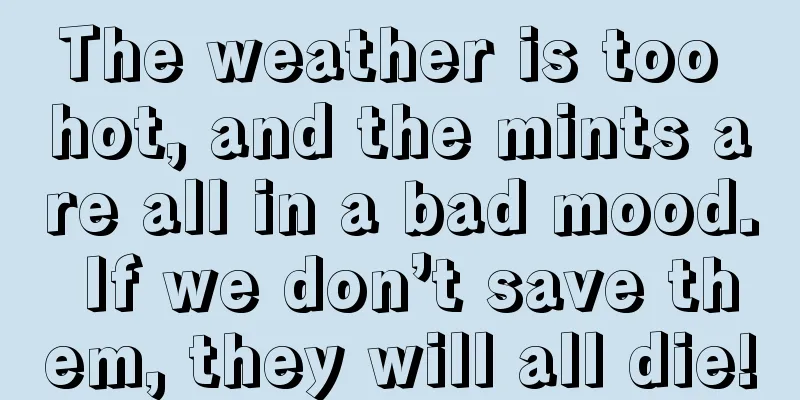 The weather is too hot, and the mints are all in a bad mood. If we don’t save them, they will all die!