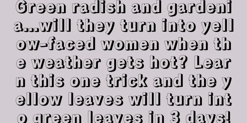 Green radish and gardenia...will they turn into yellow-faced women when the weather gets hot? Learn this one trick and the yellow leaves will turn into green leaves in 3 days!
