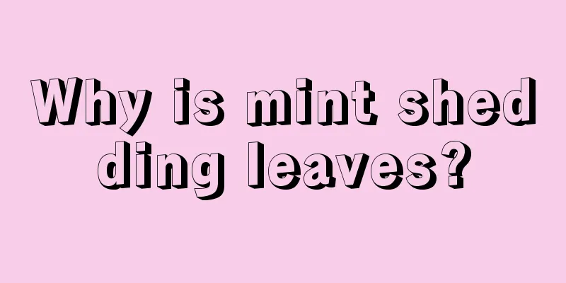 Why is mint shedding leaves?