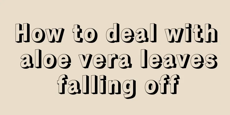 How to deal with aloe vera leaves falling off