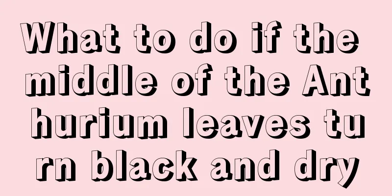 What to do if the middle of the Anthurium leaves turn black and dry