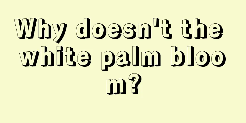 Why doesn't the white palm bloom?