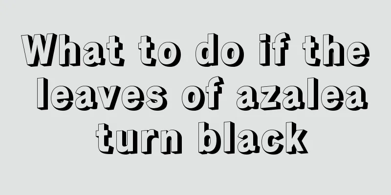 What to do if the leaves of azalea turn black