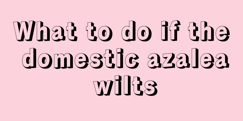 What to do if the domestic azalea wilts