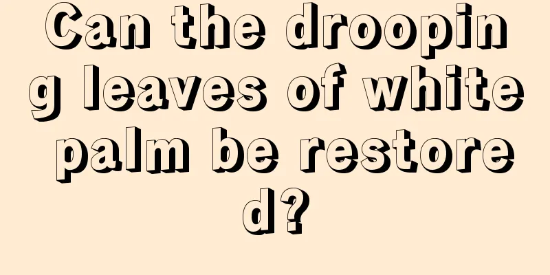 Can the drooping leaves of white palm be restored?