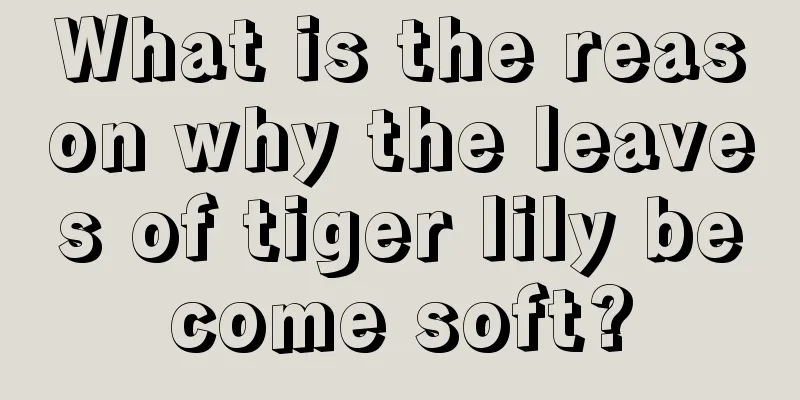 What is the reason why the leaves of tiger lily become soft?