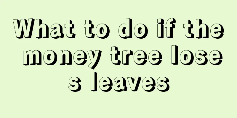 What to do if the money tree loses leaves