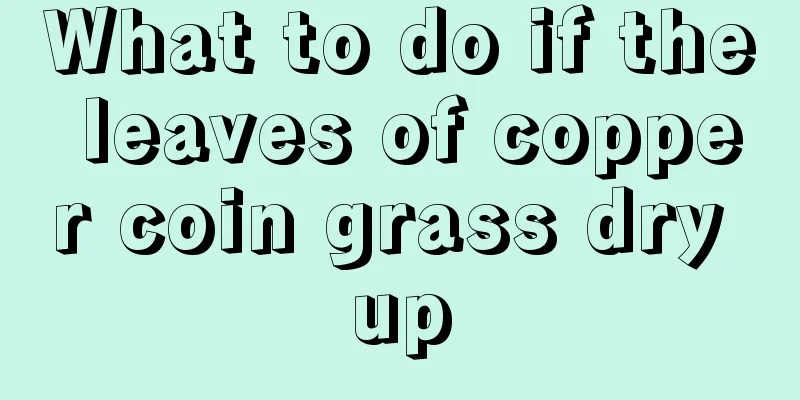 What to do if the leaves of copper coin grass dry up