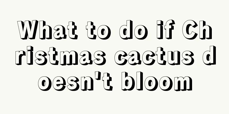 What to do if Christmas cactus doesn't bloom