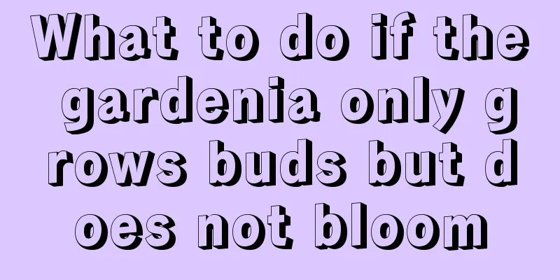 What to do if the gardenia only grows buds but does not bloom