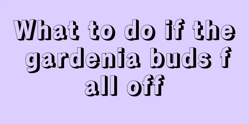 What to do if the gardenia buds fall off