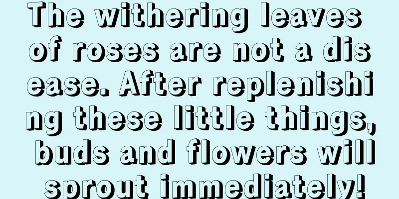 The withering leaves of roses are not a disease. After replenishing these little things, buds and flowers will sprout immediately!